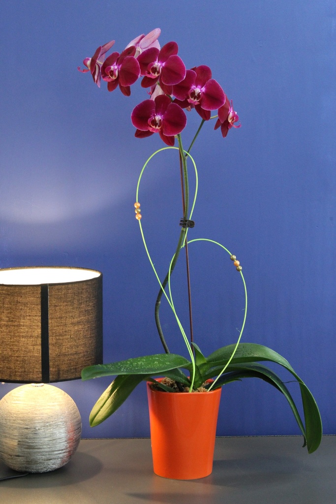 Orchidée 28€