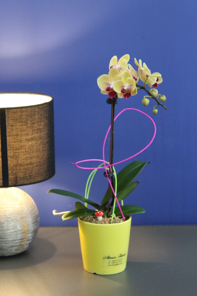 Orchidée Jaune