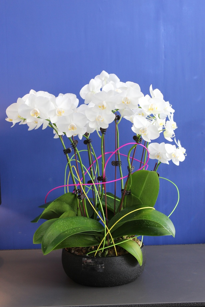 Quatre-quarts d'Orchidée