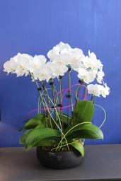 Quatre-quarts d'Orchidée