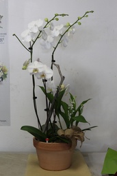 Salazi Composition d'Orchidée